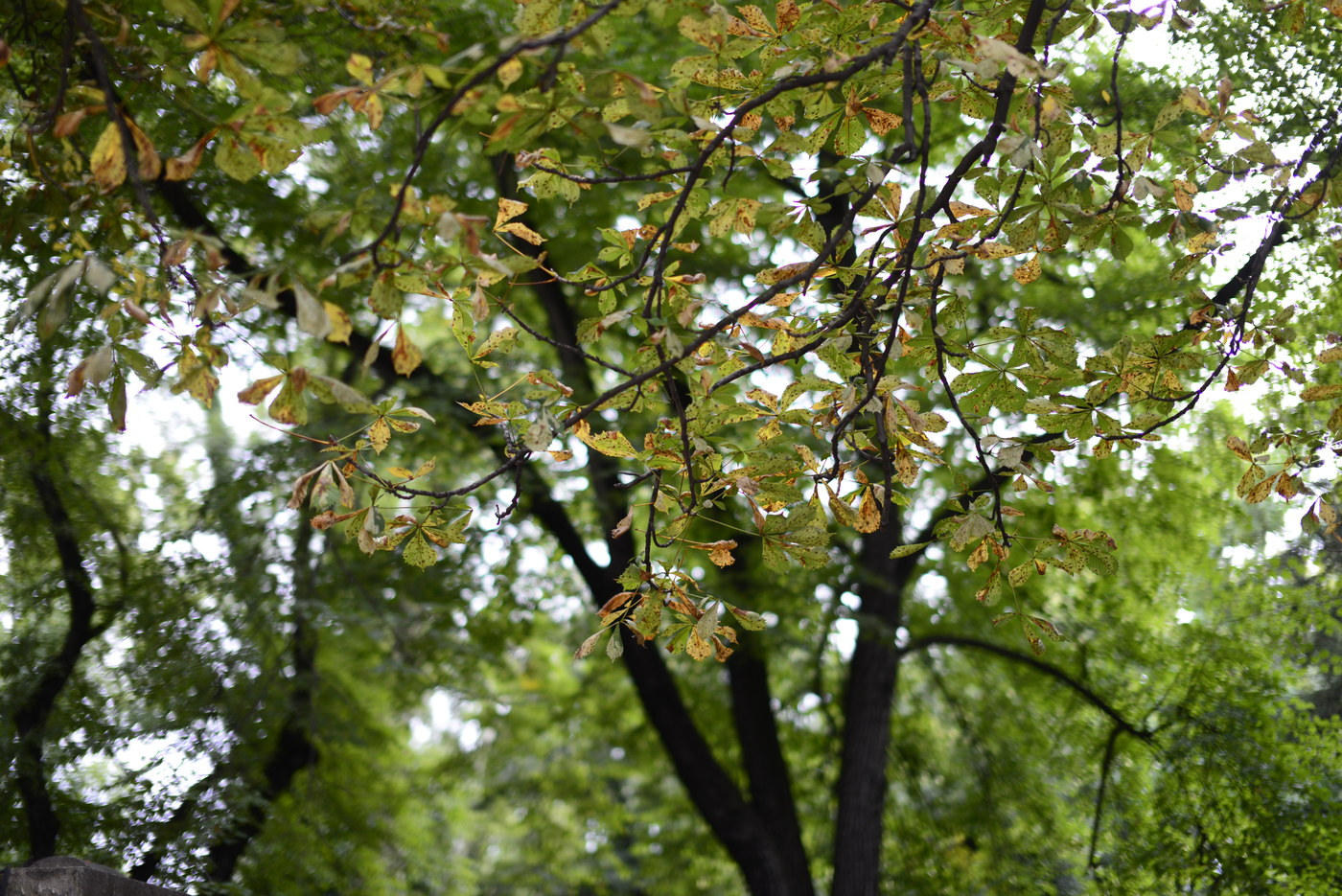 sigma 50/1.4 bokeh on full frame at f/1.4 outdoor